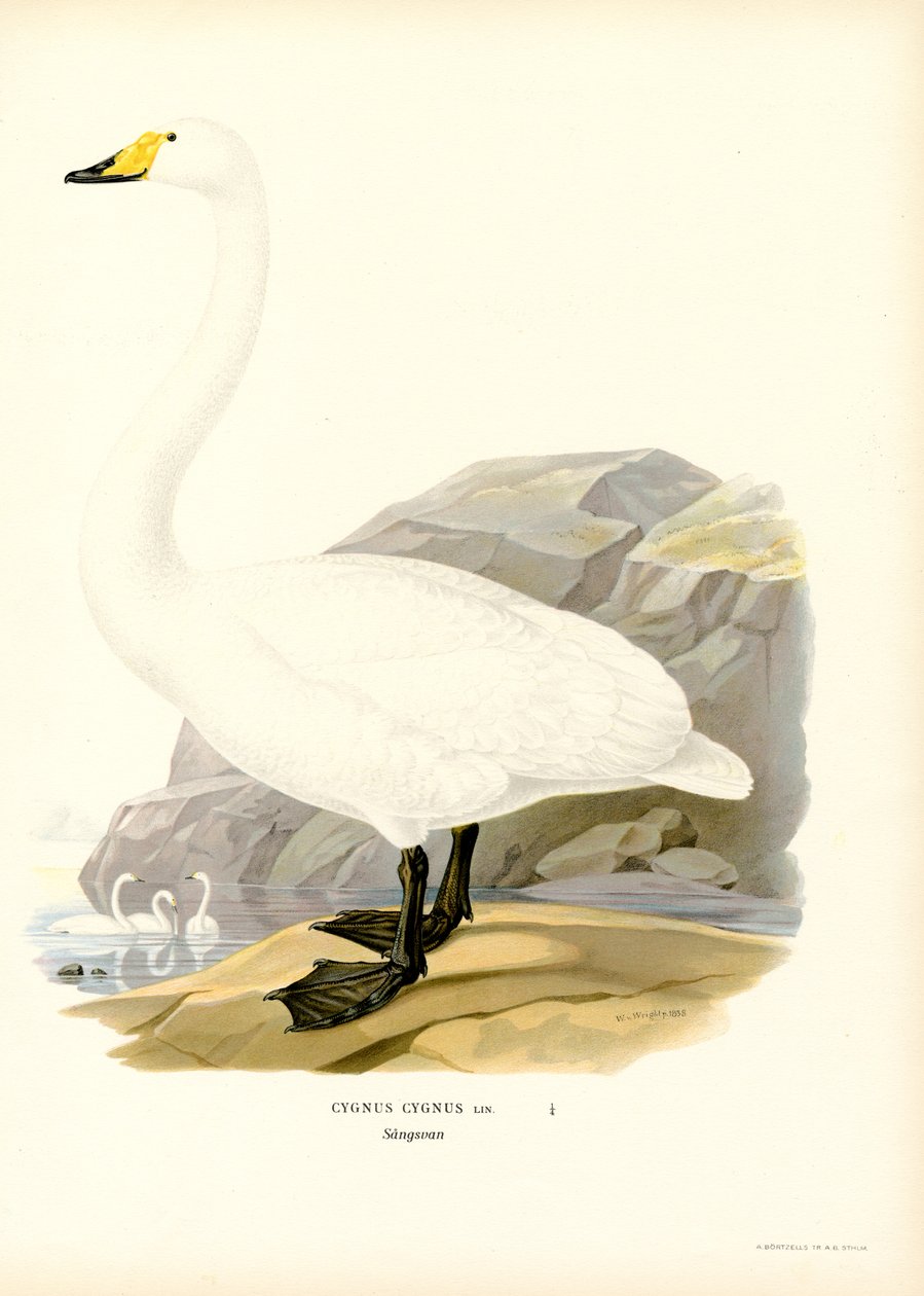 Öğütücü Kuğu (renk üyeleri) by Magnus Ferdinand and Wilhelm von Wright