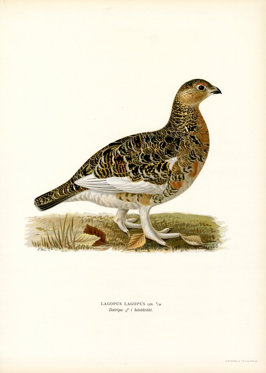 Willow Ptarmigan (renkli taş) by Magnus Ferdinand and Wilhelm von Wright