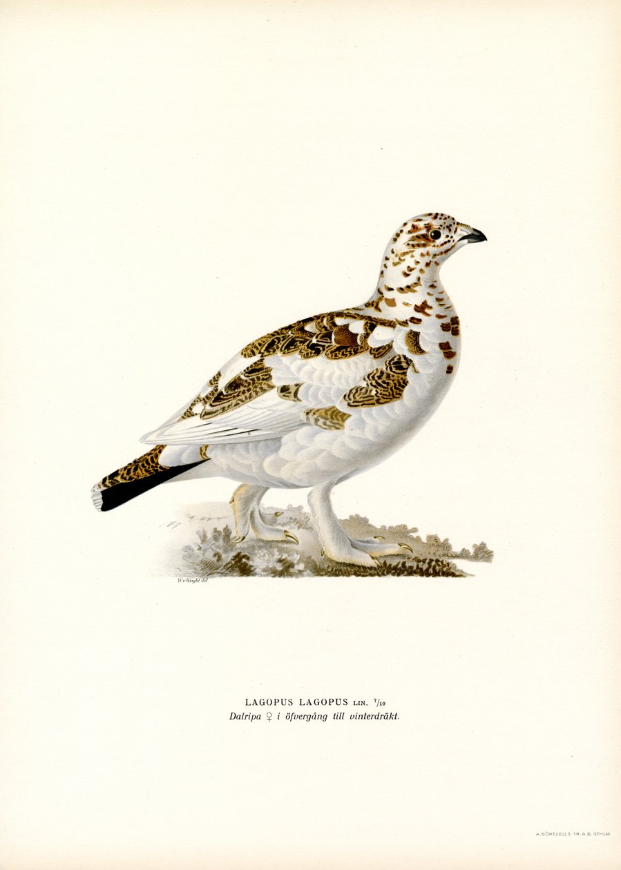 Willow Ptarmigan (renkli taş) by Magnus Ferdinand and Wilhelm von Wright