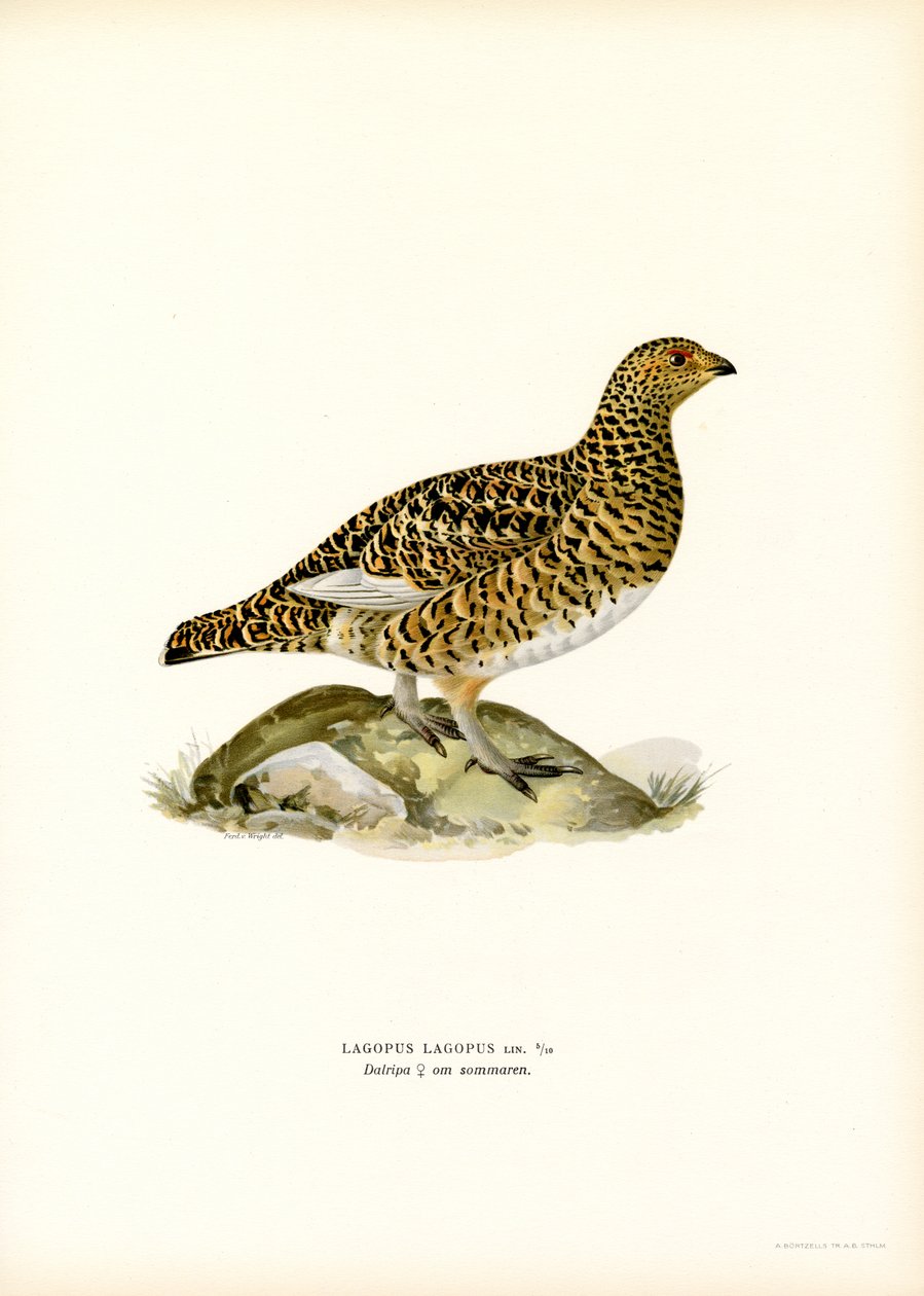 Willow Ptarmigan (renkli taş) by Magnus Ferdinand and Wilhelm von Wright