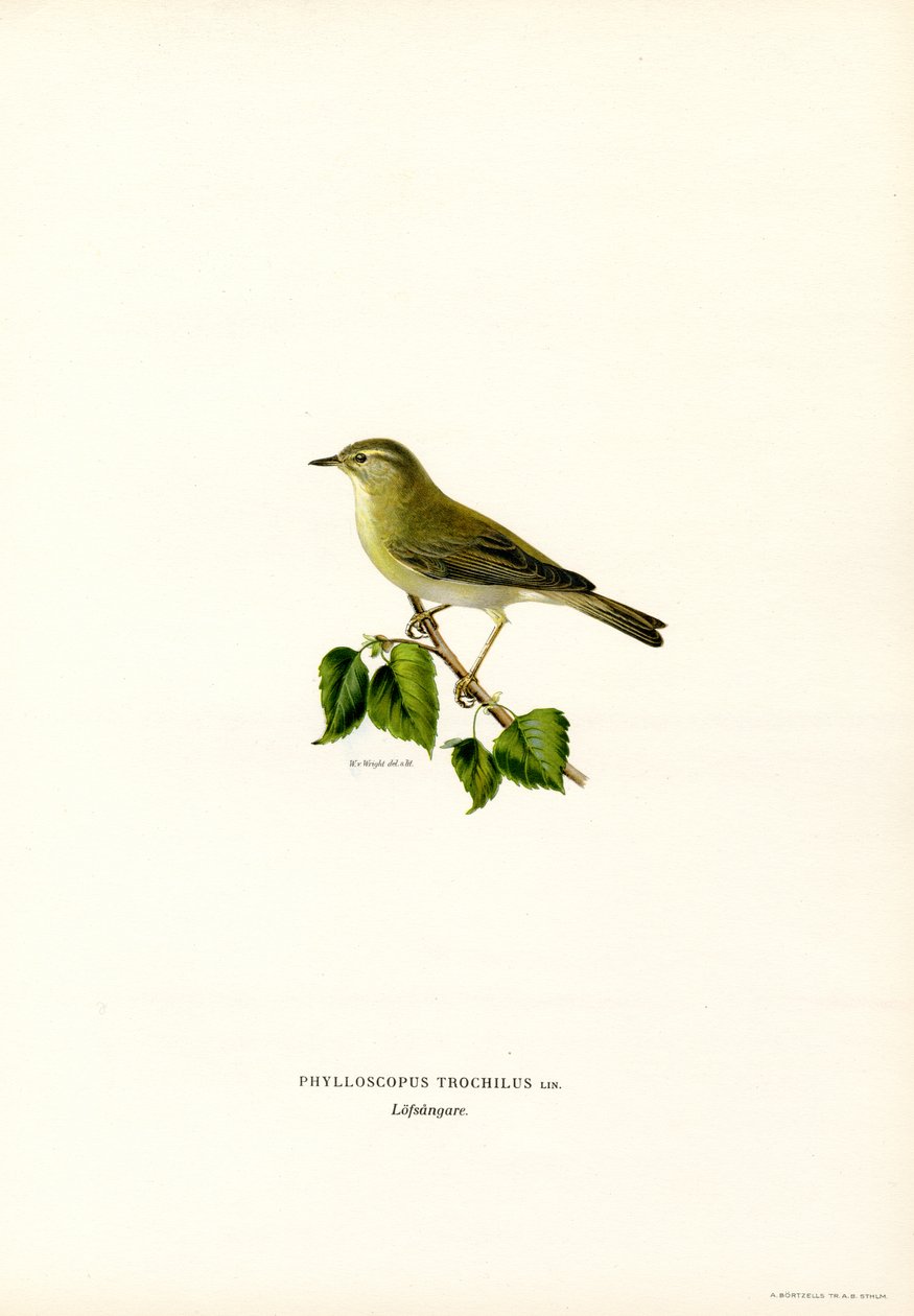 Willow Warbler (renkli taş) by Magnus Ferdinand and Wilhelm von Wright