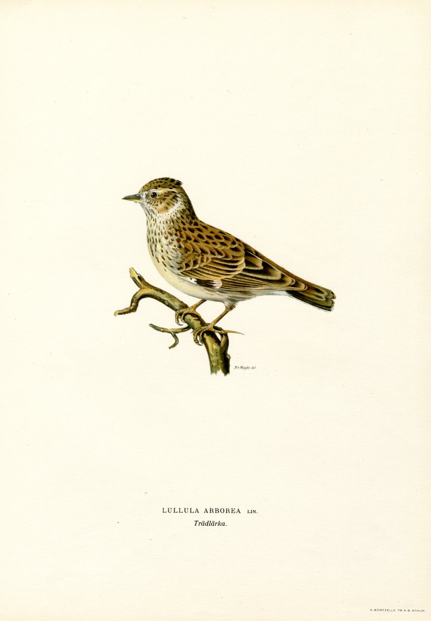 Ahşap Lark (renkli lito) by Magnus Ferdinand and Wilhelm von Wright