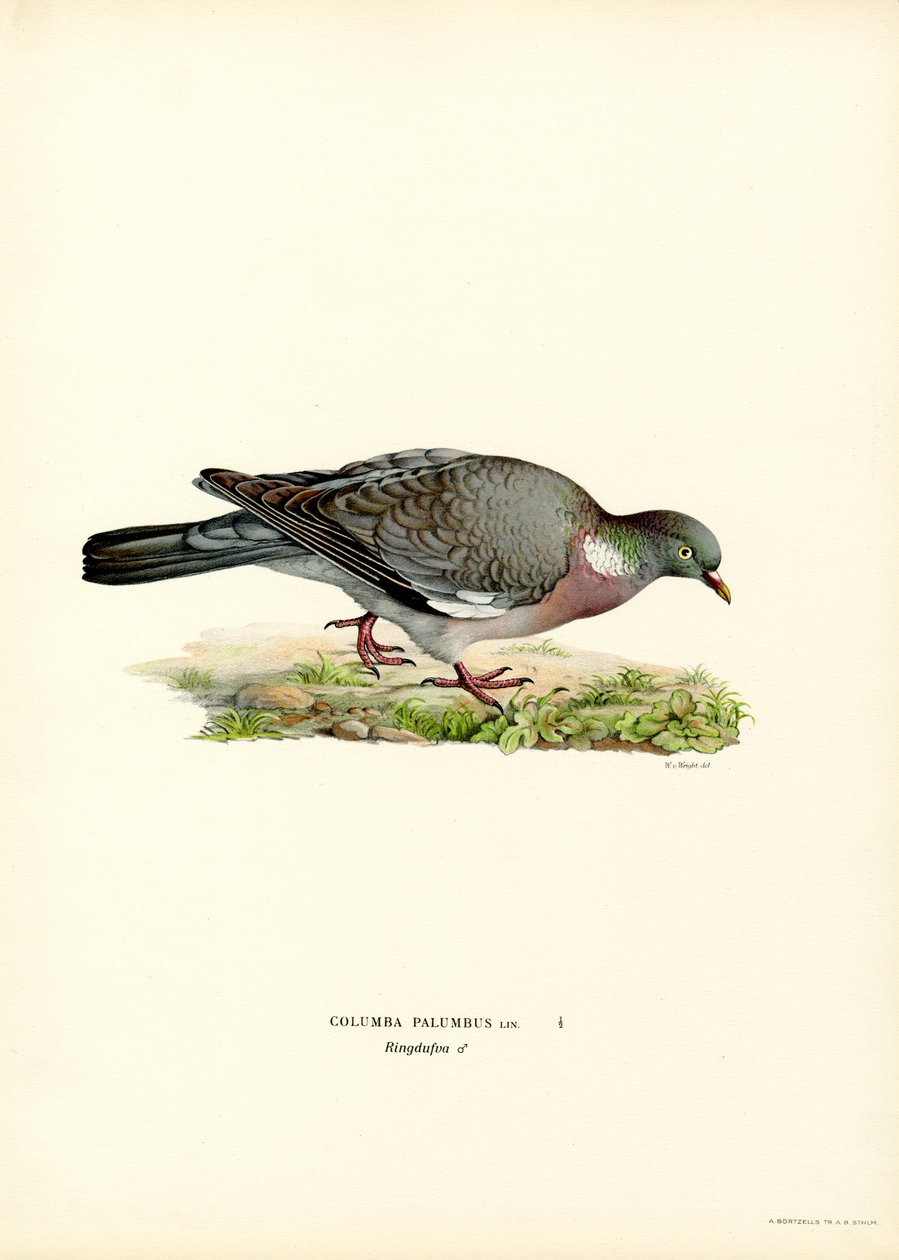 Ahşap Güvercin (renkli taş) by Magnus Ferdinand and Wilhelm von Wright