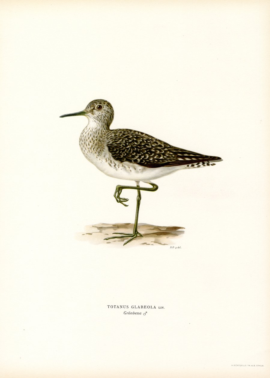 Ahşap Sandpiper (renkli lito) by Magnus Ferdinand and Wilhelm von Wright