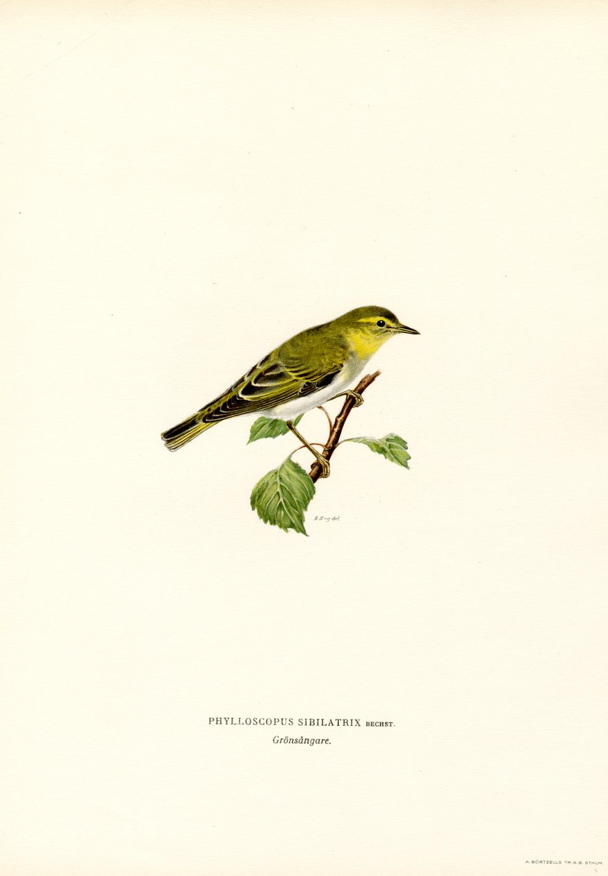 Wood Warbler (renkli lito) by Magnus Ferdinand and Wilhelm von Wright