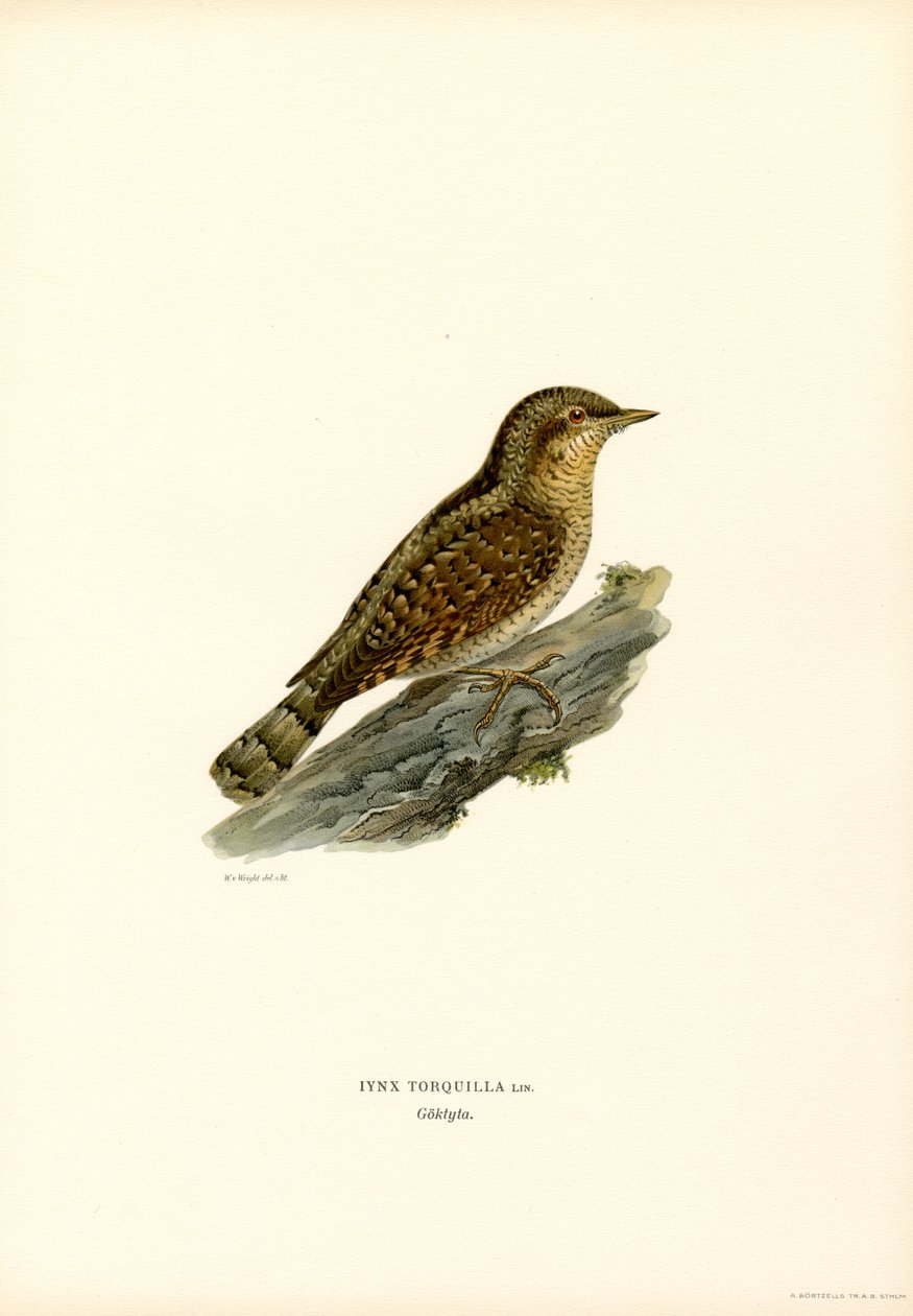 Wryneck (renkli lito) by Magnus Ferdinand and Wilhelm von Wright