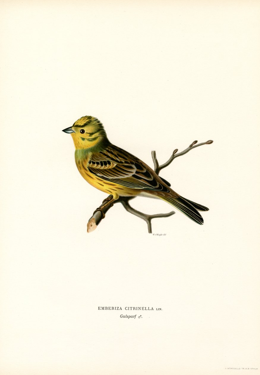 Sarı Kiraz Kuşu (renkli taş) by Magnus Ferdinand and Wilhelm von Wright