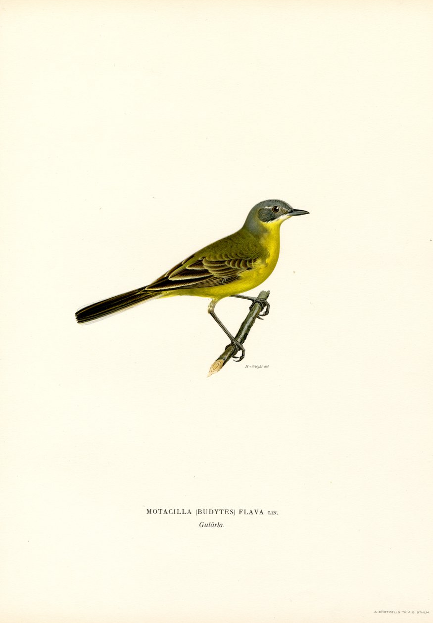 Sarı Kuyruksallayan (renkli taş) by Magnus Ferdinand and Wilhelm von Wright