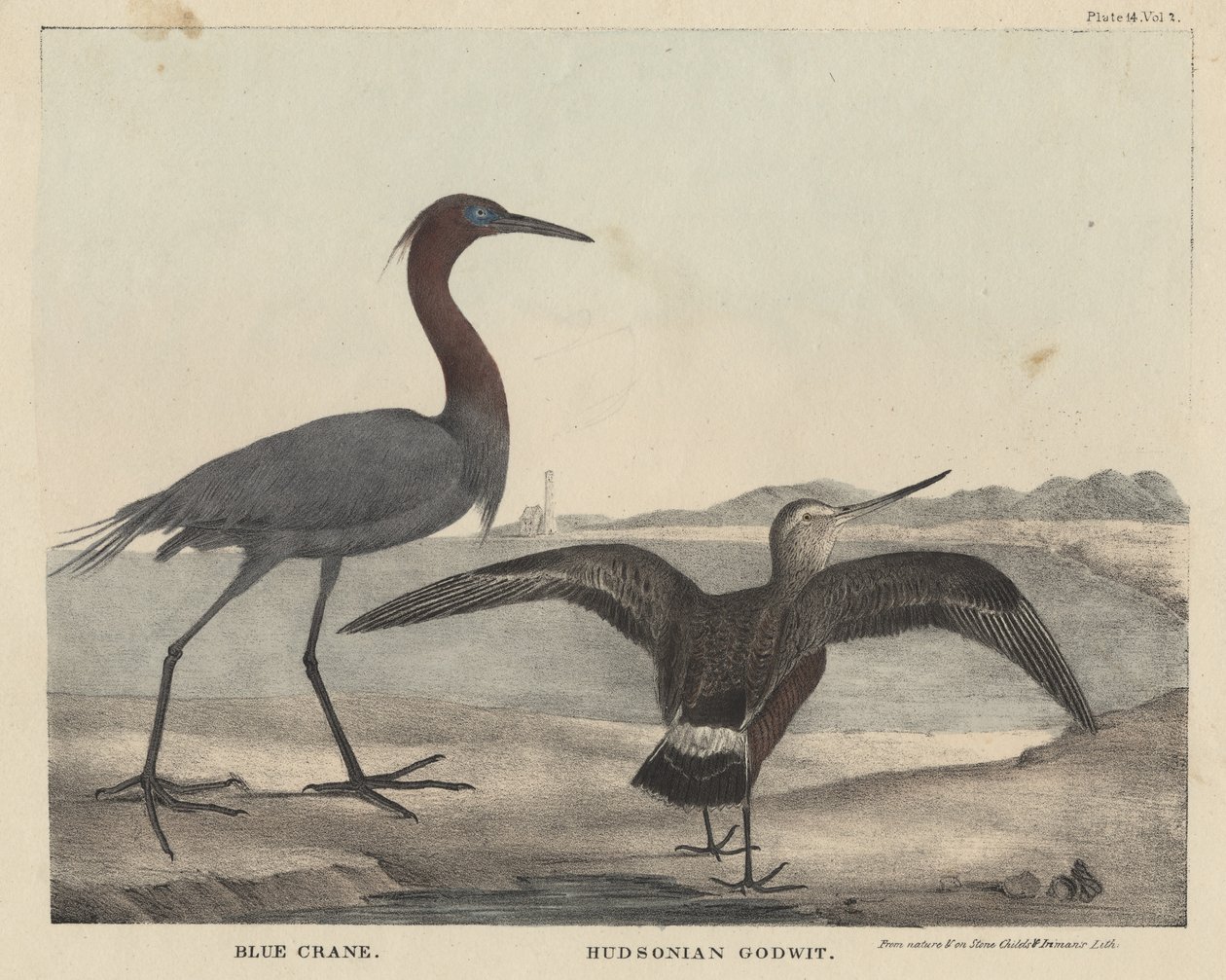 Blue Crane, Hudsonian Godwit, Childs und Inman