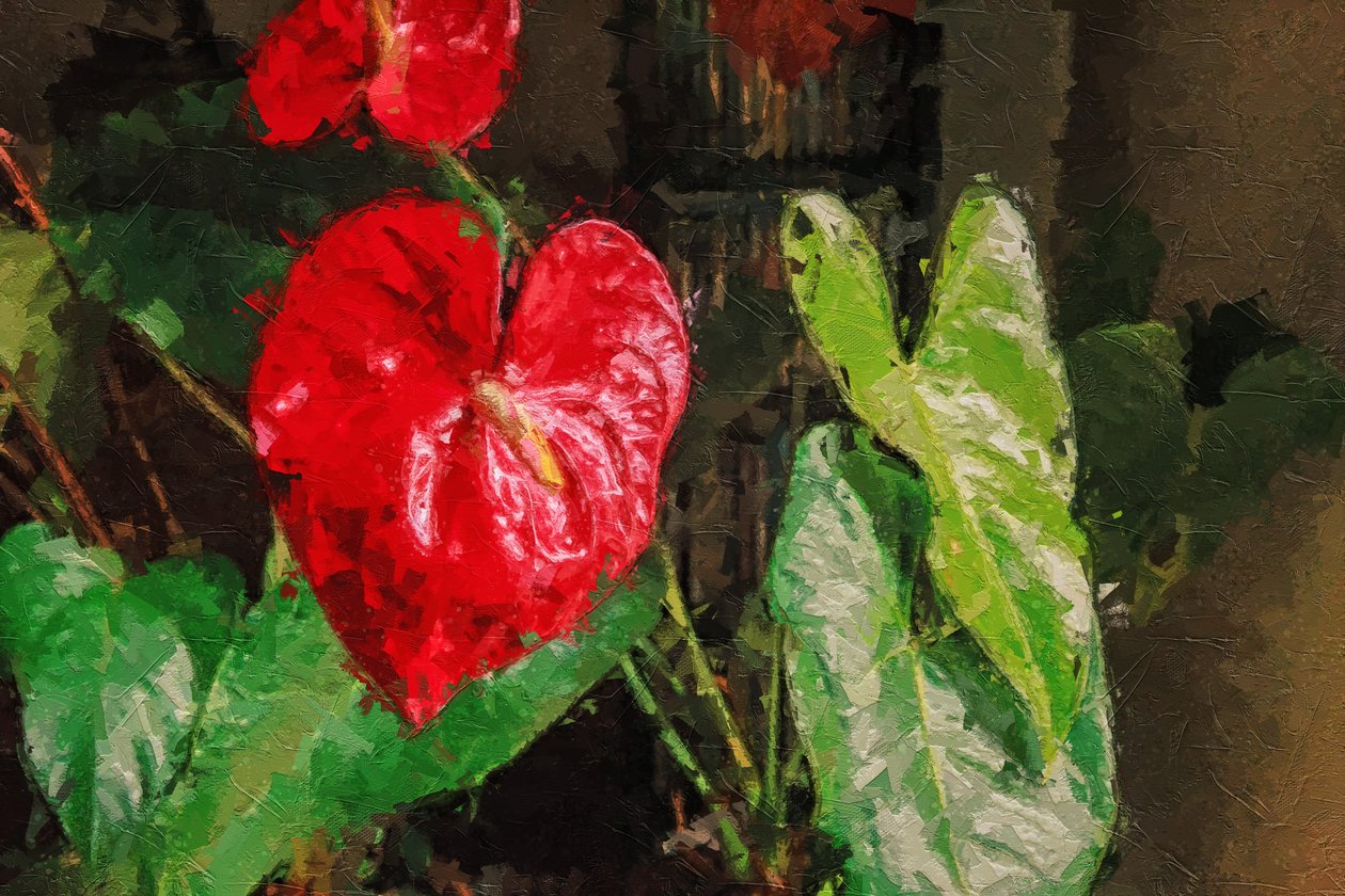 Büyük Kırmızı Kalp Şeklinde Antoryum by Mano Chandra Dhas