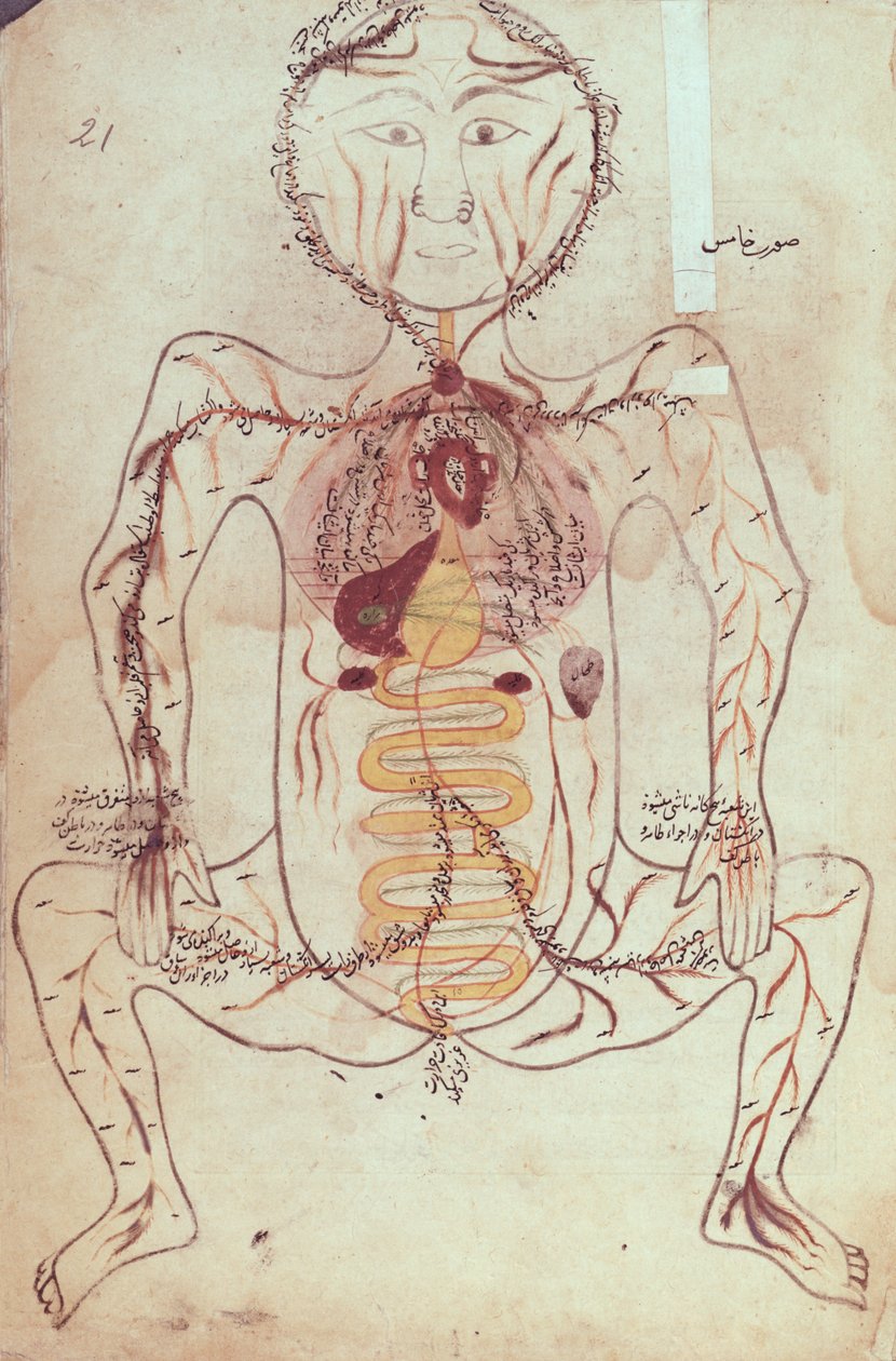 Ms Persan 1555 İnsan dolaşım ve sindirim sisteminin anatomik diyagramı, c.1425-50 by Mansour b. Eliyas Chirazi