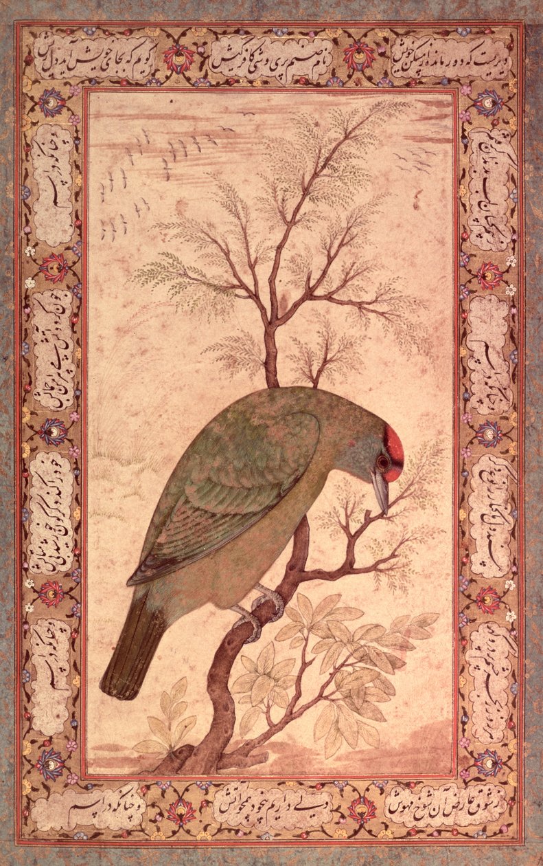 Barbet (Himalaya mavi boğazlı kuş) Jahangir Dönemi, Babür, 1615 by Mansur