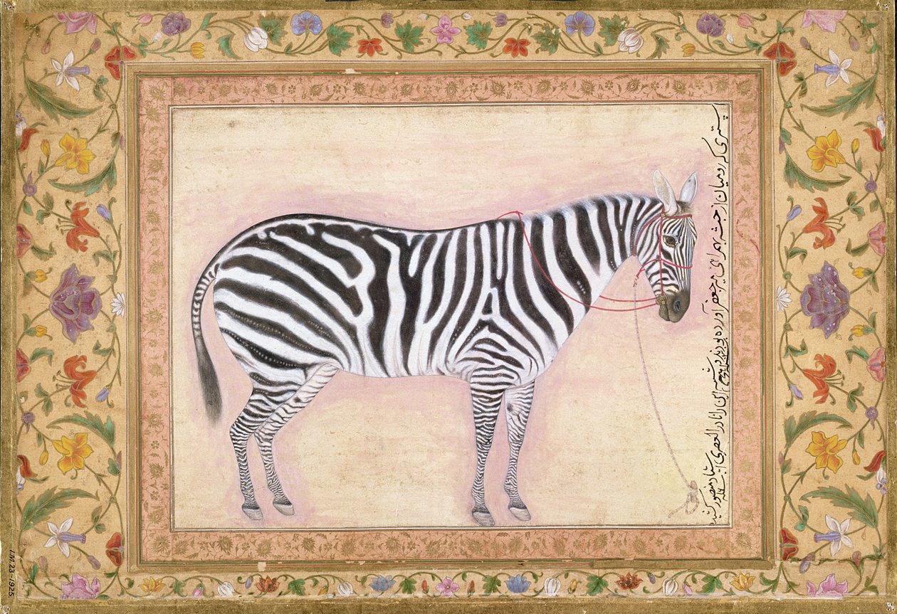 Minto Albümünden Zebra, 1621 by Mansur