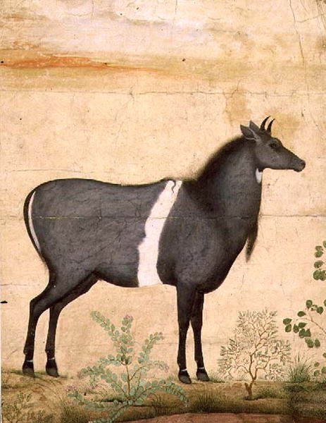 PD.78-1948 Nilgai (mavi inek) Babür Okulu, 17. yüzyılın başı (guaj) by Mansur (attr. to)
