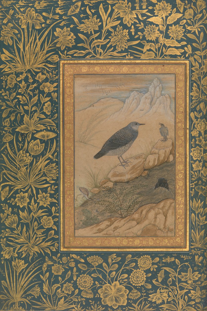 Dalış Kepçesi ve Diğer Kuşlar, Shah Jahan Albümünden Folio, recto: yakl. 1610-15. by Mansur