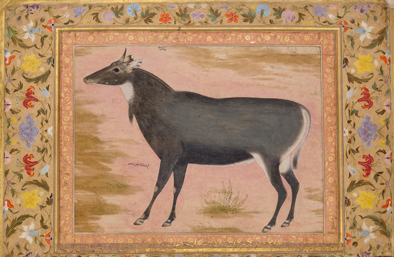 Nilgai Blue Bull'un İncelenmesi, Shah Jahan Albümünden Folyo, verso: ca. 1620, recto ca. 1540. by Mansur