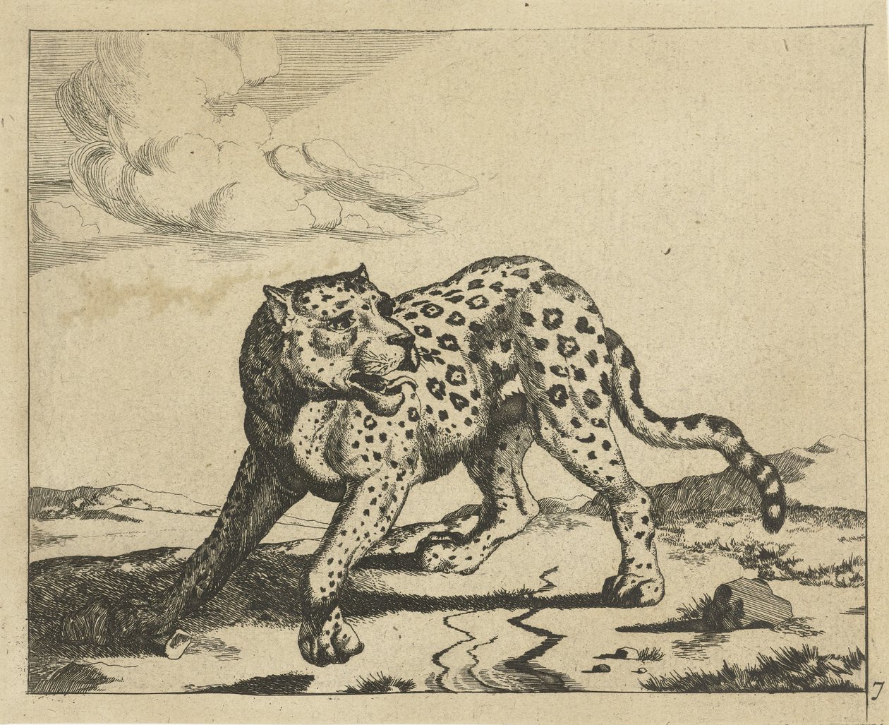 Leopar, ayakta solda, başı sağda Leoparlar (dizi adı) by Marcus de Bye