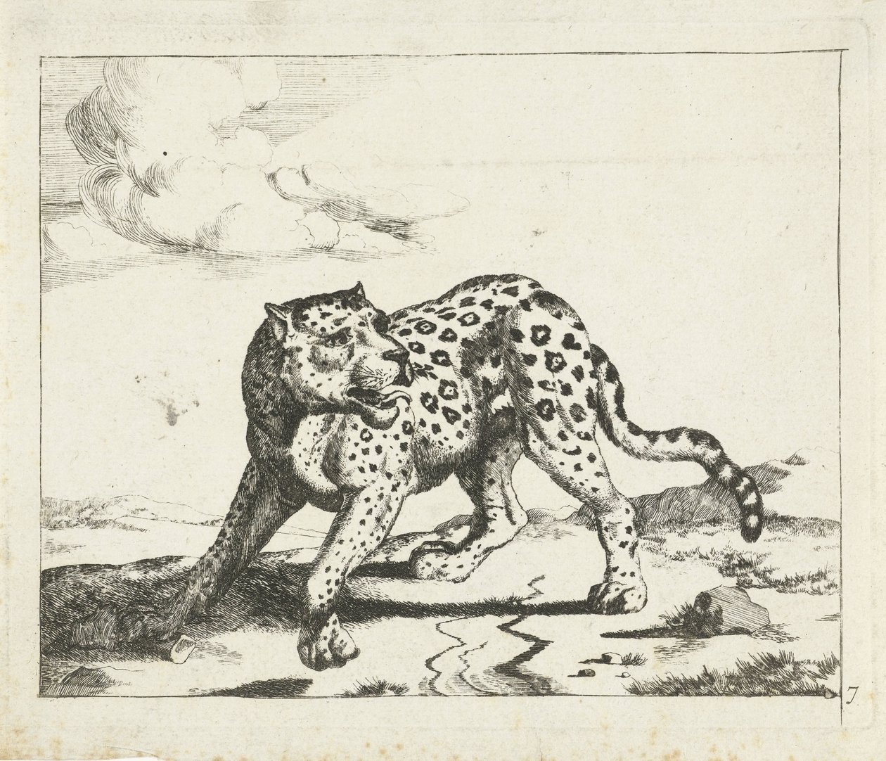 Leopar, ayakta solda, başı sağda Leoparlar (dizi adı) by Marcus de Bye