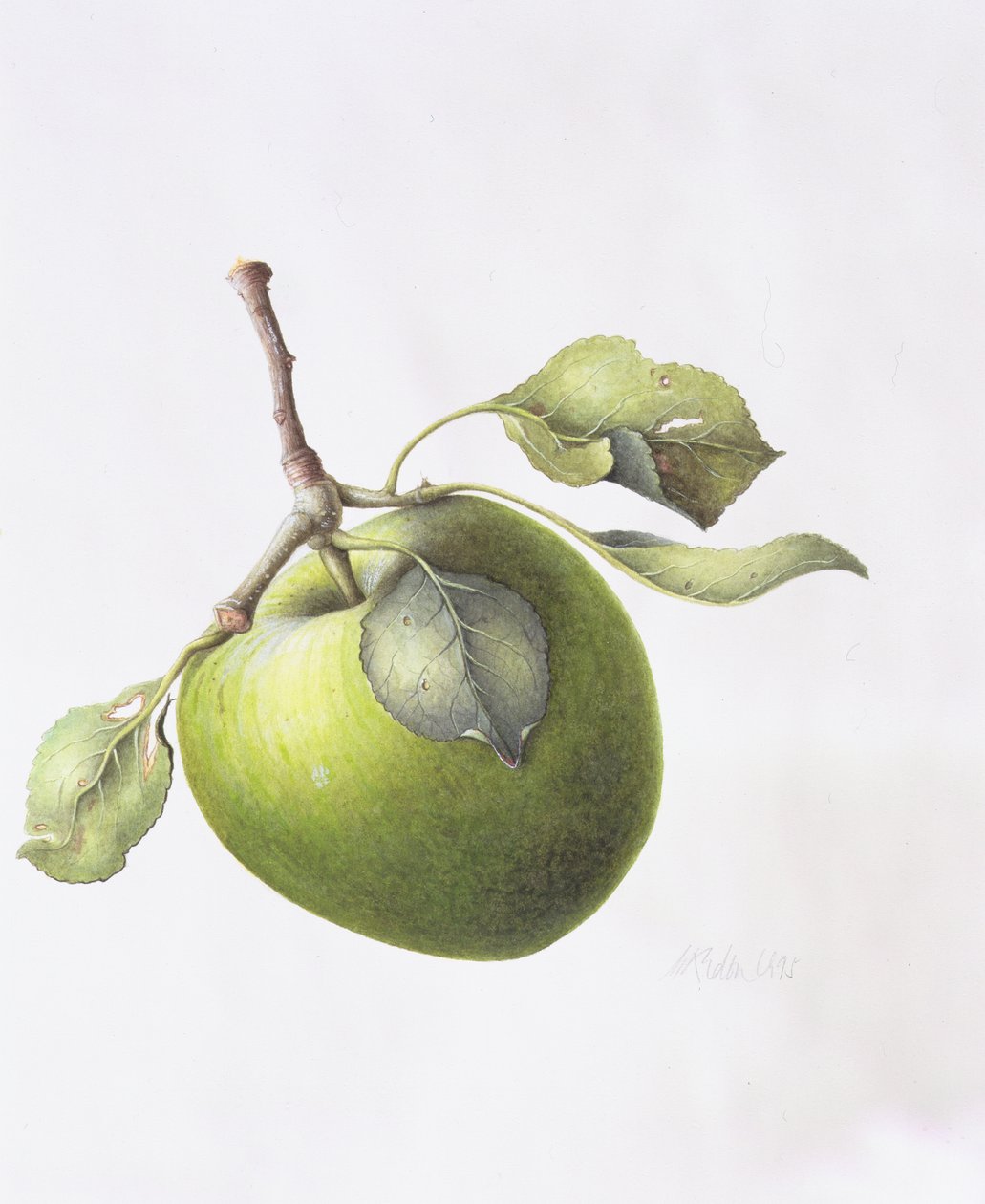 Bramley Elma, 1995 by Margaret Ann Eden