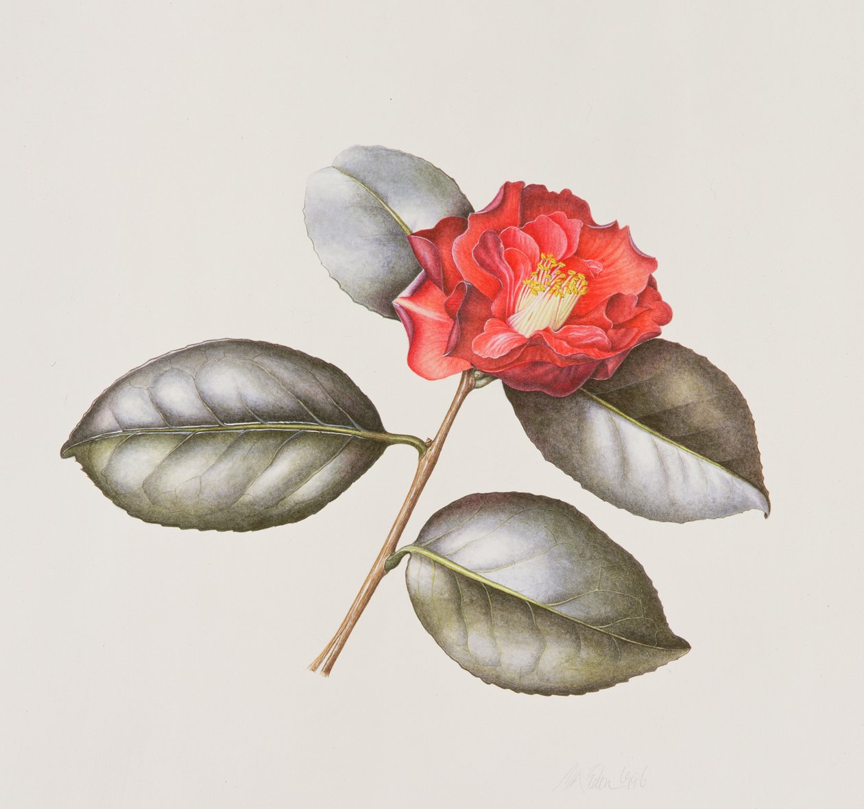 Camellia Japonica Adolphe Anderson, 1996 (kağıt üzerinde wc) by Margaret Ann Eden