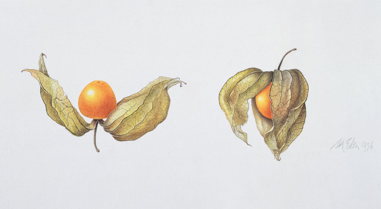 Cape Bektaşi Üzümü (Physalis peruviana) 1996 (kağıt üzerinde wc) by Margaret Ann Eden