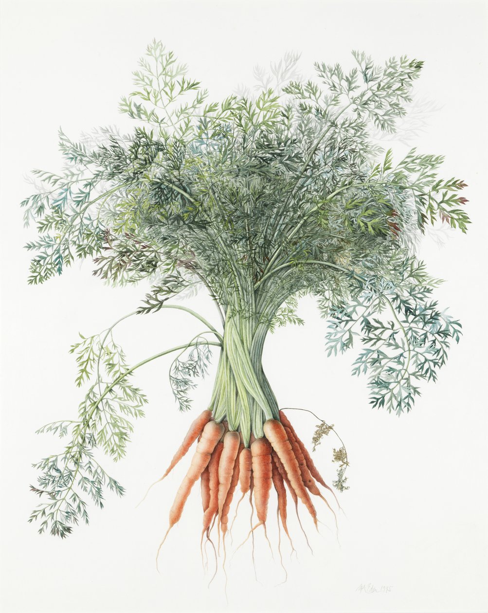 havuç, 1995 by Margaret Ann Eden
