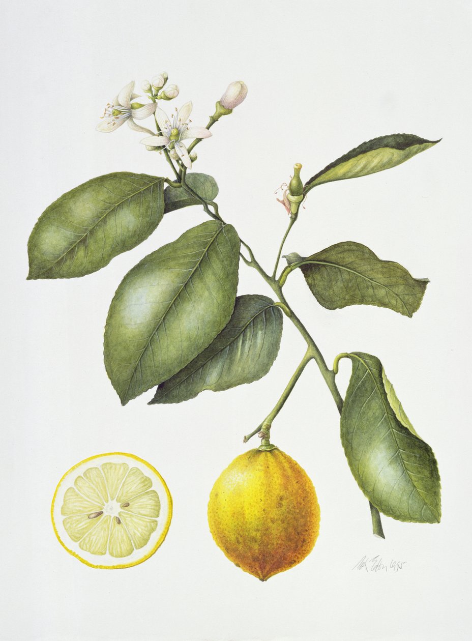 Narenciye Bergamot, 1995 (kağıt üzerinde wc) by Margaret Ann Eden
