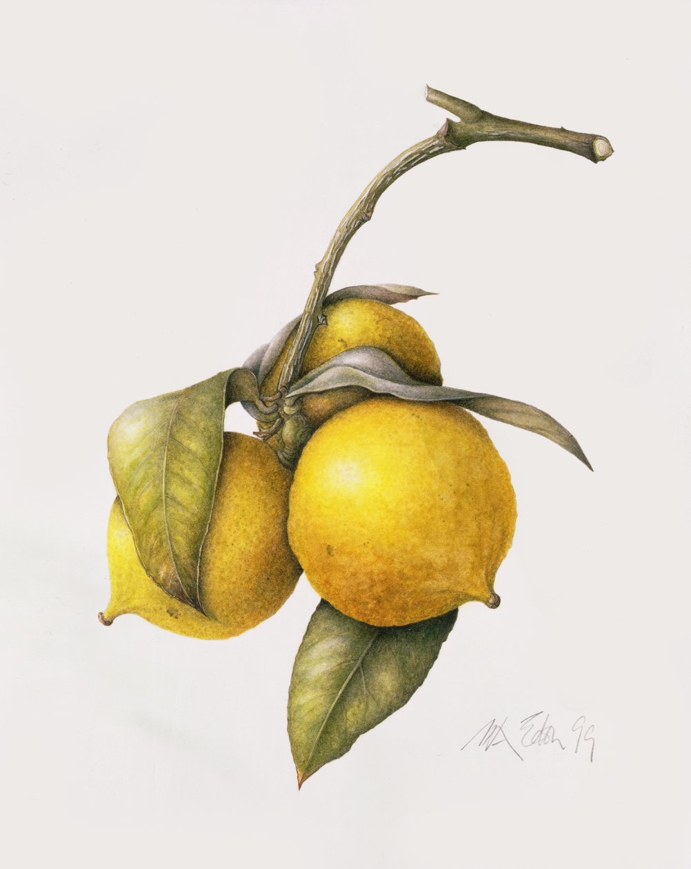Narenciye Bergamot, 1999 by Margaret Ann Eden
