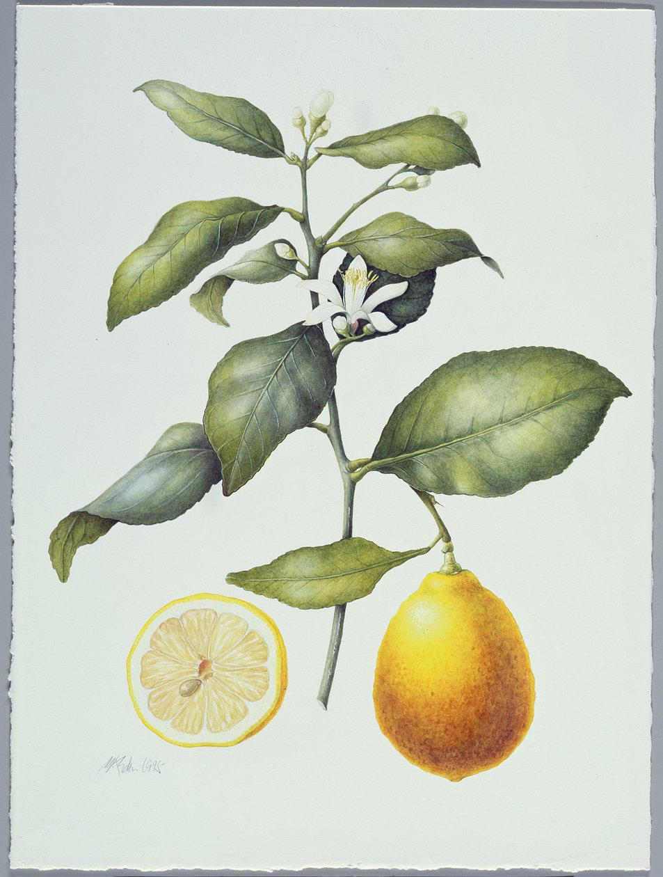 Citrus Limon, 1995 (kağıt üzerinde wc) by Margaret Ann Eden