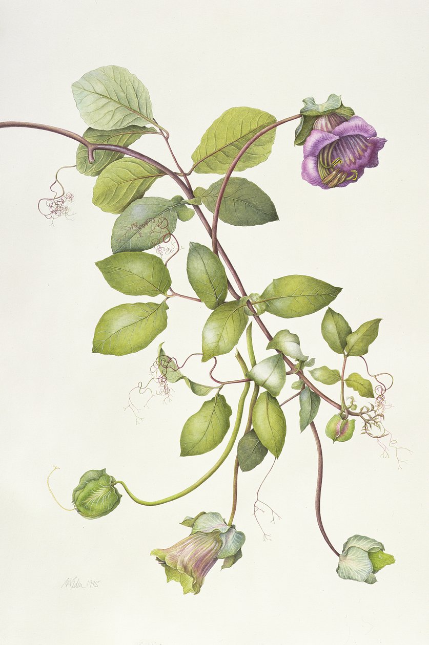 Cobaea Scandens, 1995 by Margaret Ann Eden