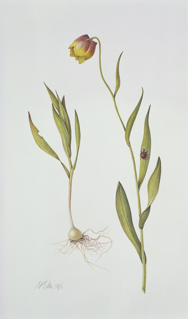 Fritillaria Michailovsky, 1996 (kağıt üzerinde wc) by Margaret Ann Eden