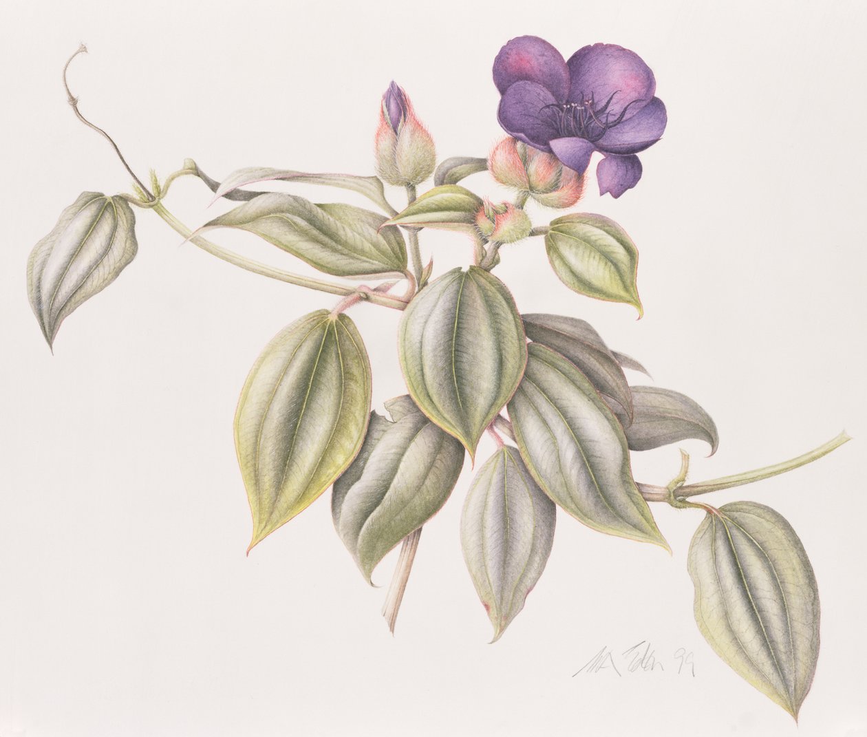 Glory Flower (Tibouchina Urvilleana) 1999 (kağıt üzerinde wc) by Margaret Ann Eden
