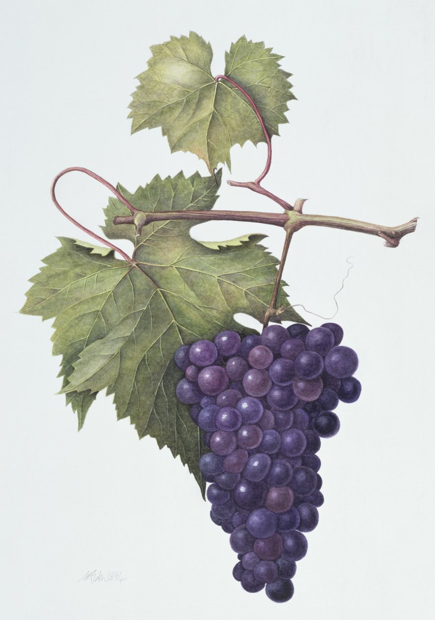 Üzüm, 1994 (kağıt üzerinde wc) by Margaret Ann Eden