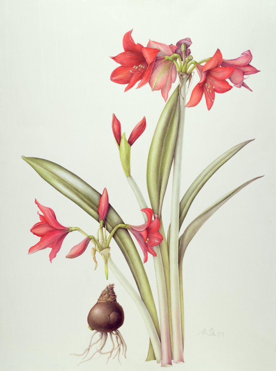 Hippeastrum Pamela, 1999 (kağıt üzerinde wc) by Margaret Ann Eden