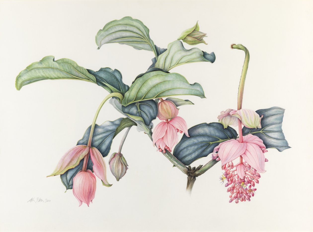 Muhteşem Medinilla by Margaret Ann Eden