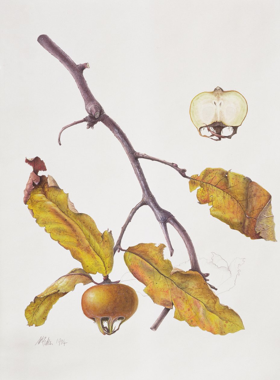 Muşmula, 1995 (kağıt üzerinde wc) by Margaret Ann Eden