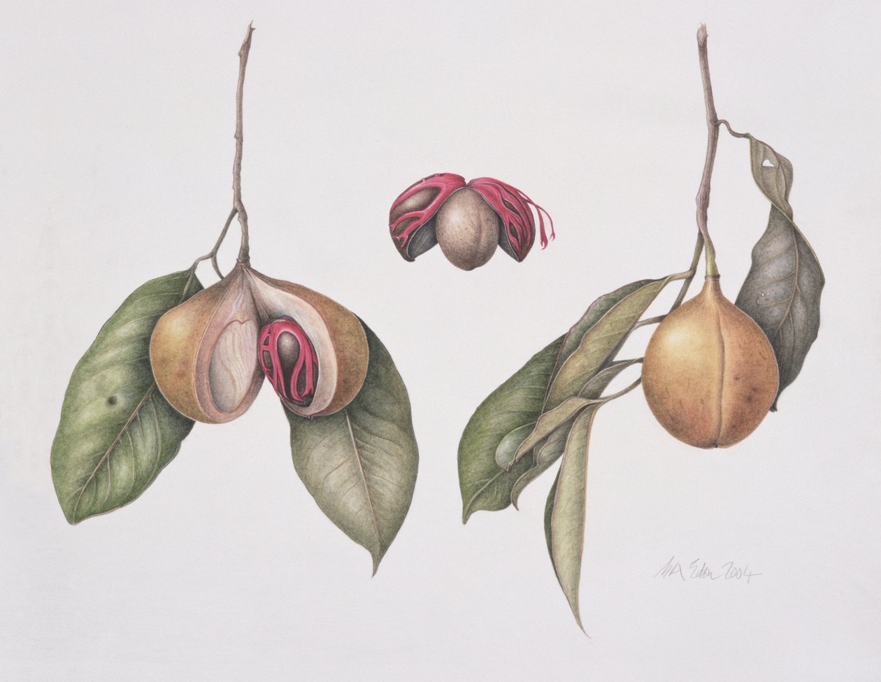 Hindistan cevizi (Myristica fragrans) 2004 (kağıt üzerinde wc) by Margaret Ann Eden
