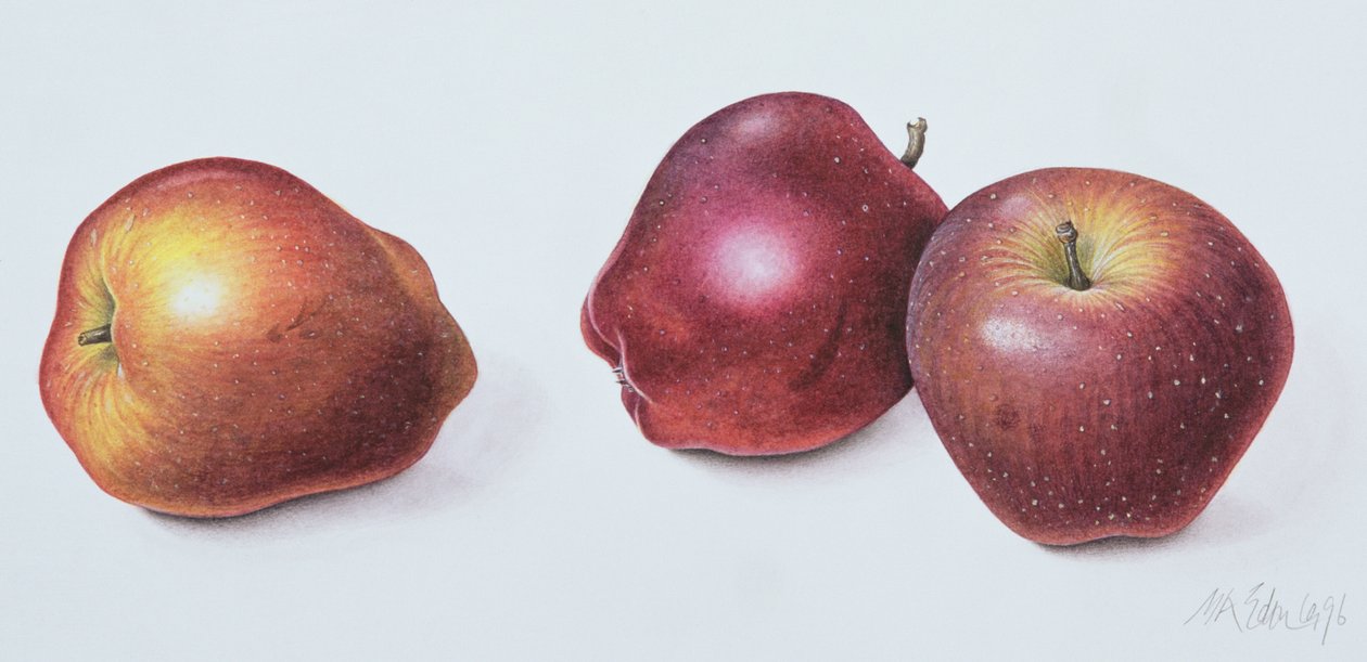 Kırmızı Elmalar, 1996 (kağıt üzerinde wc) by Margaret Ann Eden