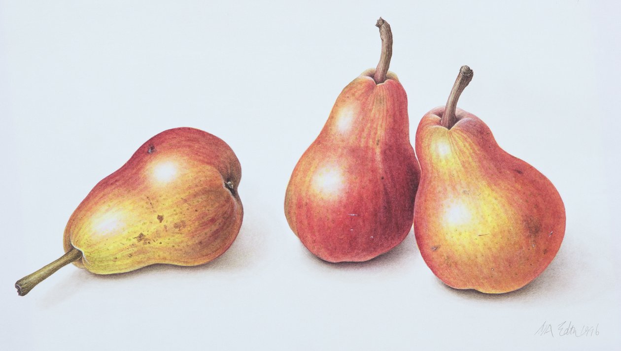 Red Pears, 1996 (kağıt üzerinde wc) by Margaret Ann Eden