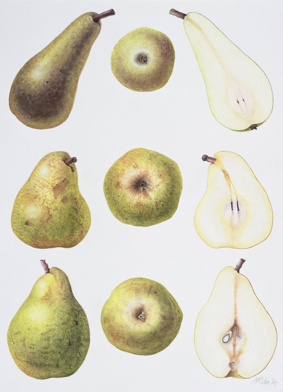 Six Pears, 1994 (kağıt üzerinde wc) by Margaret Ann Eden