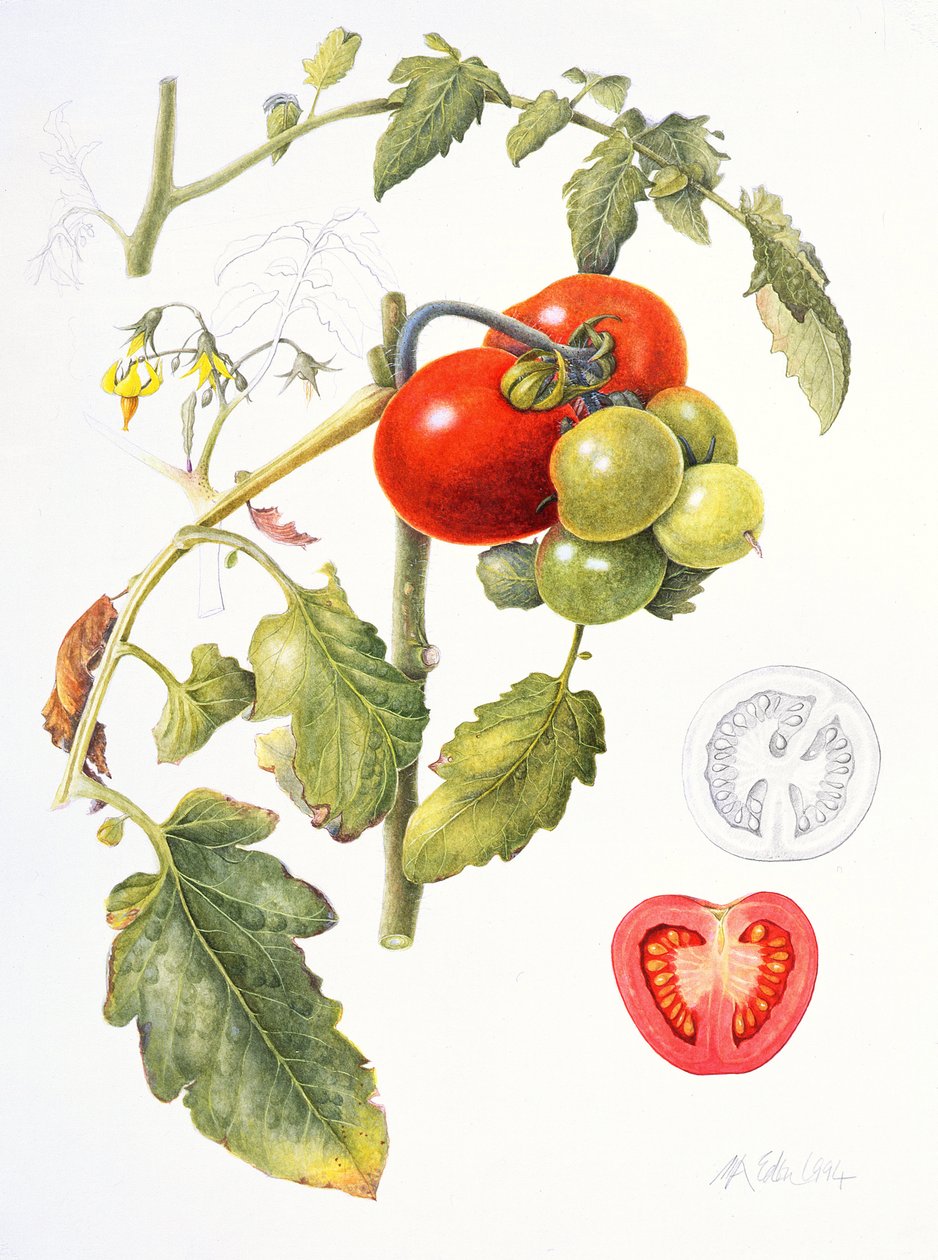 Domates, 1994 (kağıt üzerine wc & kalem) by Margaret Ann Eden