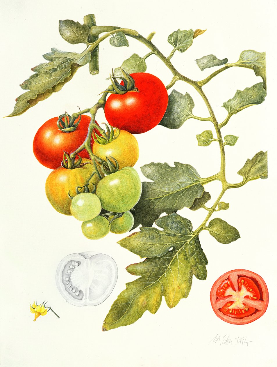domates, 1994 by Margaret Ann Eden