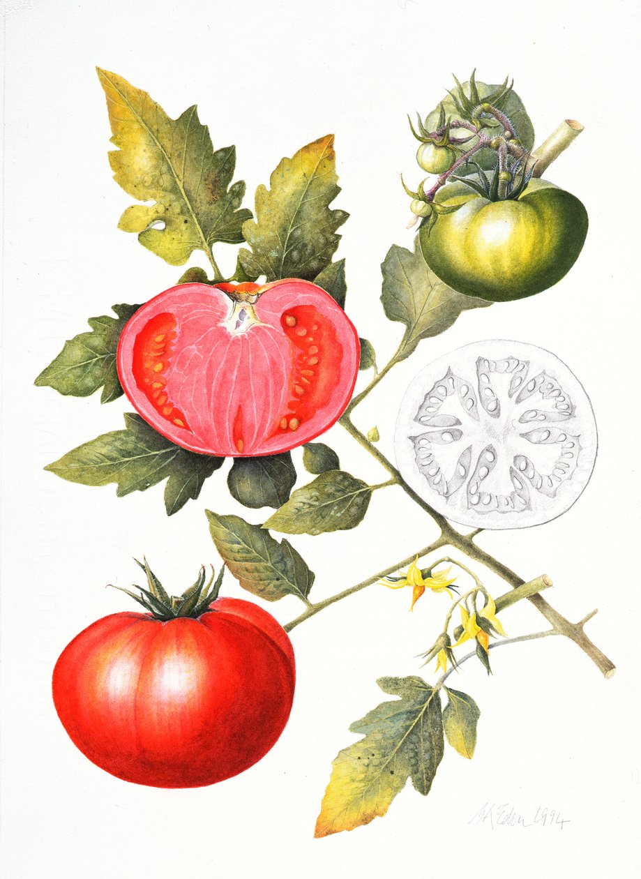 domates, 1994 by Margaret Ann Eden