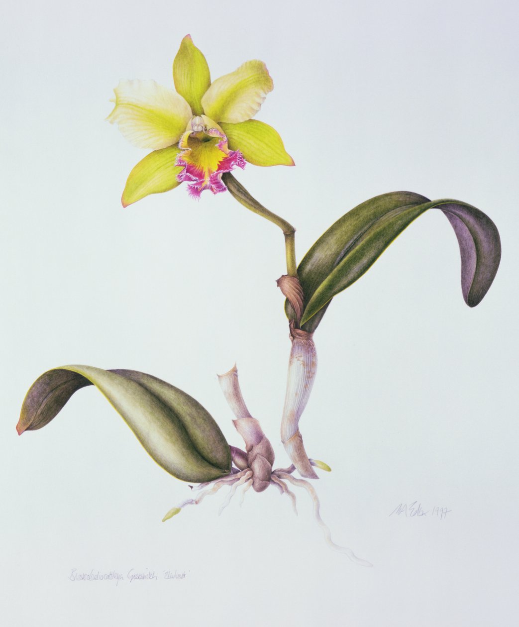 Brassolaeliocattleya Greenwich, Elmhurst (kağıt üzerine sulu boya) by Margaret Ann Eden