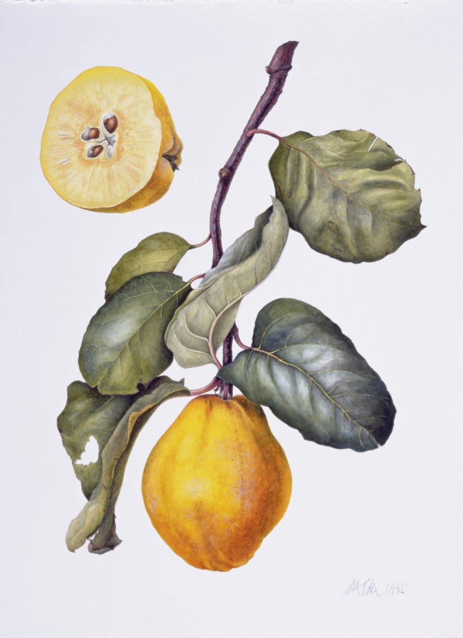 Ayva (kağıt üzerine sulu boya) by Margaret Ann Eden