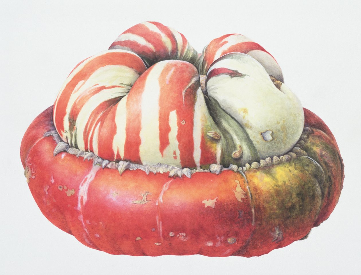 Turks Turban Squash, 1995 (kağıt üzerinde wc) by Margaret Ann Eden