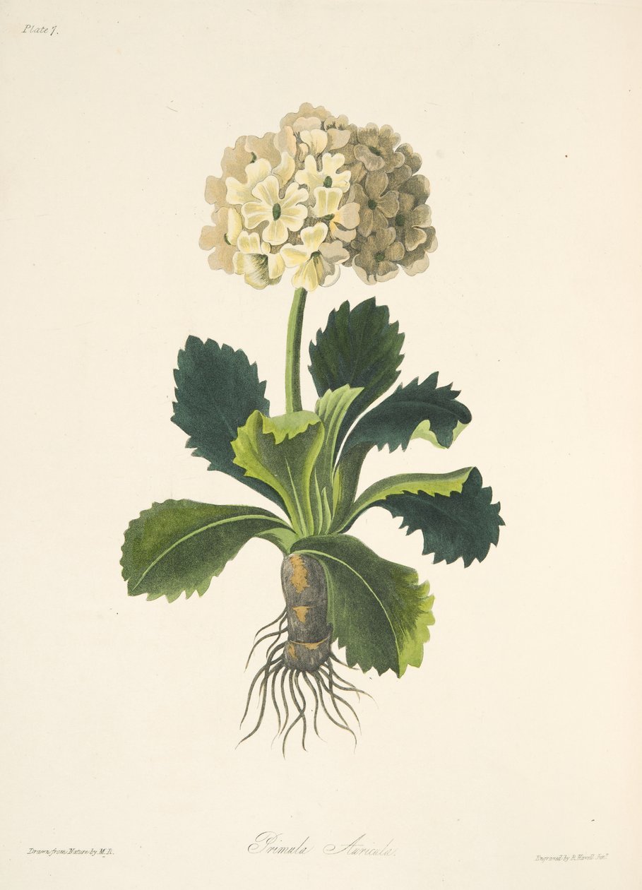 Auricula, Mevsimlerin Çiçek Resimleri, pub