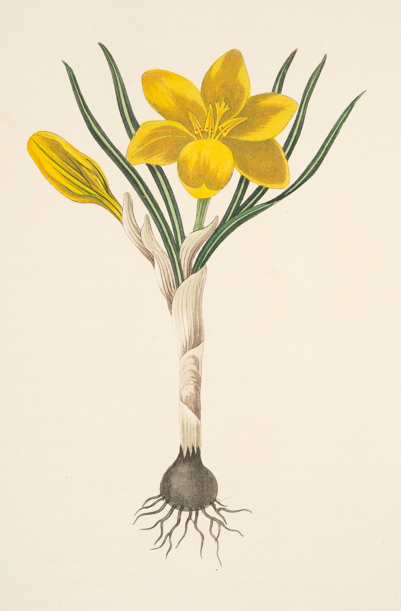 Mevsimlerin Çiçek Çizimlerinden Ortak Sarı Çiğdem, pub. 1829 (el renkli gravür) by Margaret Roscoe