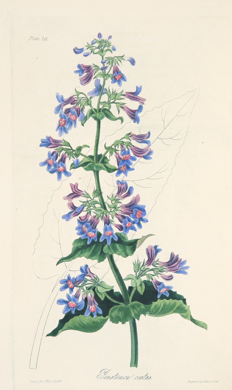 Ovat yapraklı Penstemon, Mevsimlerin Çiçek Çizimlerinden, pub. 1829 (el renkli gravür) by Margaret Roscoe