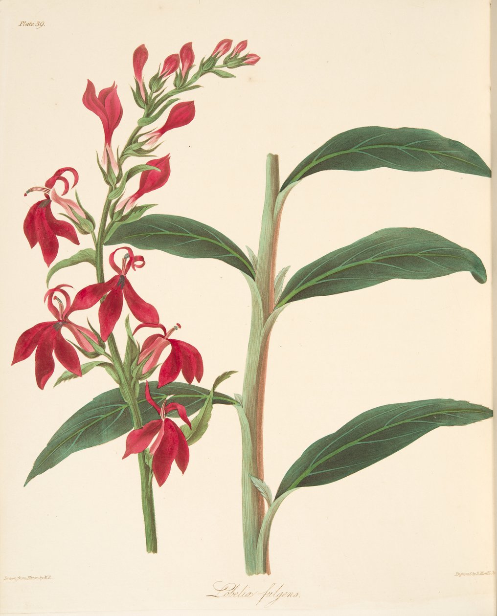 Refulgent Lobelia, Mevsimlerin Çiçek Resimleri, pub
